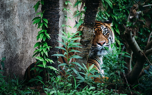 タイガージャングルHD、動物、トラ、ジャングル、 HDデスクトップの壁紙 HD wallpaper