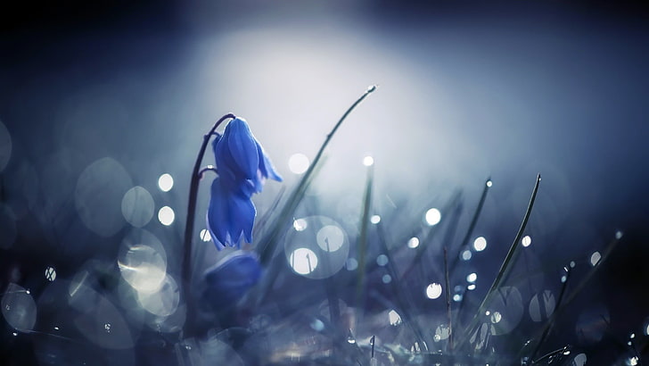 сини сибирски цветя, синьо цвете в наклонена леща снимка снимка, природа, растения, цветя, макро, дълбочина на полето, листа, боке, капки вода, роса, сини цветя, HD тапет