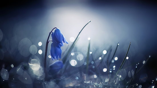 flores azuis de squill da Sibéria, flor azul na foto de lente de mudança de inclinação, natureza, plantas, flores, profundidade de campo, folhas, gotas de água, orvalho, flores azuis, HD papel de parede HD wallpaper
