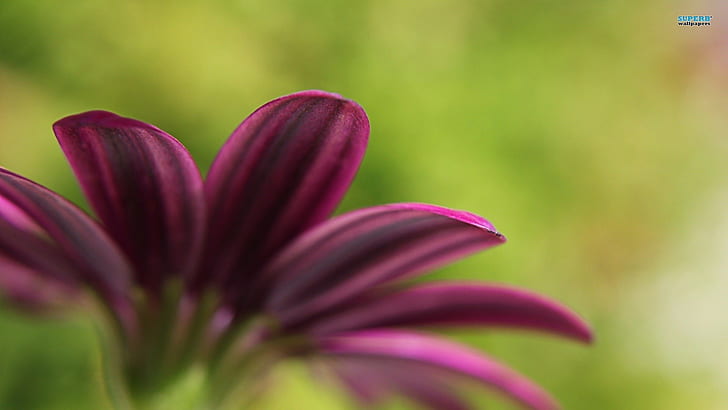 bunga, bunga ungu, Wallpaper HD