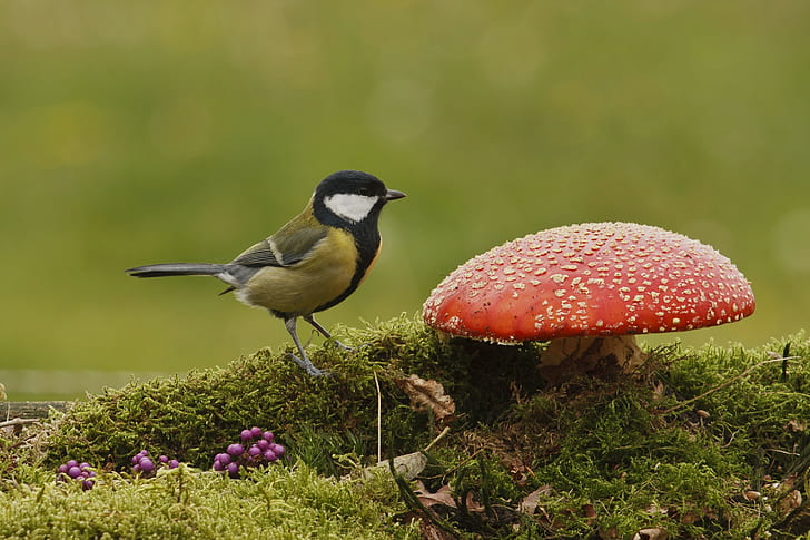 Bird Tit and mushroom, Bird, tit, mushroom, moss, Berries, Autumn, Nature, HD wallpaper