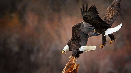 animals, birds, eagle, bald eagle, HD wallpaper HD wallpaper