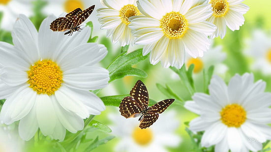 Decorazione primavera, margherite, fiori selvatici, fiori di campo, camomilla, papillon, giardino, fiori, farfalla, primavera, fresca, Sfondo HD HD wallpaper
