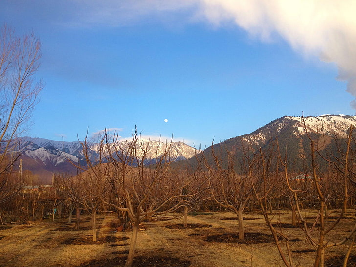 apple trees, blue sky, day moon, kashmir, landscape, mountain, winter, winter landscape, HD wallpaper