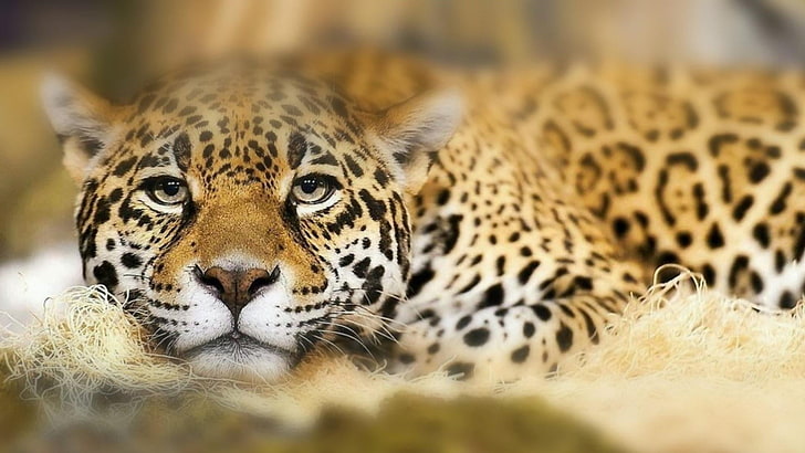 jaguar, terrestrial animal, wildlife, milwaukee county zoo, wild animal, whiskers, big cats, milwaukee, usa, united states, HD wallpaper
