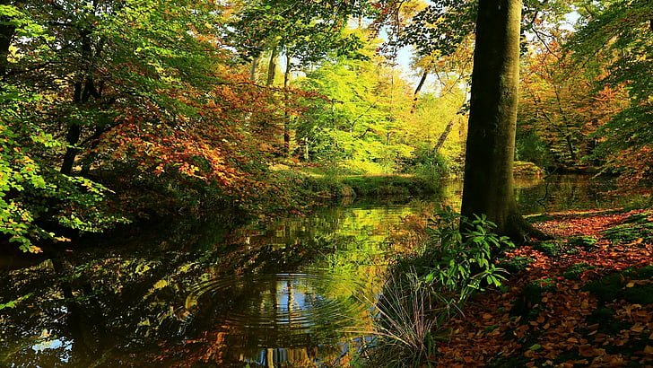reflection, nature, water, woodland, canal, vegetation, river, autumn, tree, deciduous, wilderness, forest, HD wallpaper