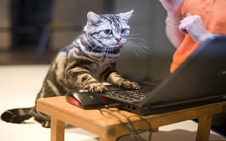 котка, компютър, забавен, мрънкащ, хумор, мем, цитат, HD тапет