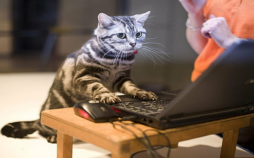 котка, компютър, забавен, мрънкащ, хумор, мем, цитат, HD тапет HD wallpaper