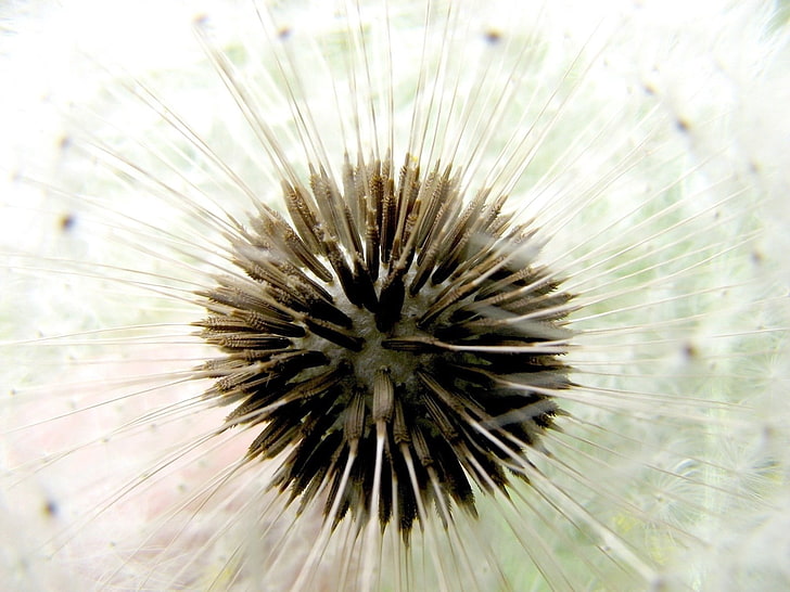 white dandelion seed head, dandelion, dry, bud, down, white, HD wallpaper