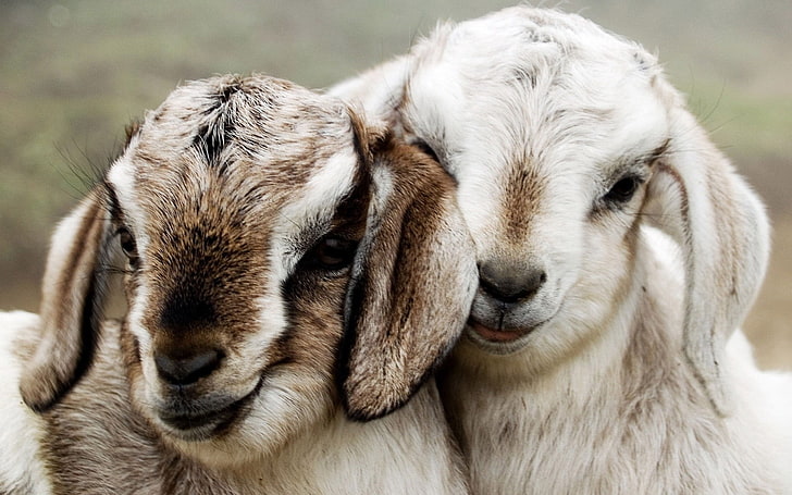 chèvres brunes et blanches, couple, belle, agneaux, Fond d'écran HD