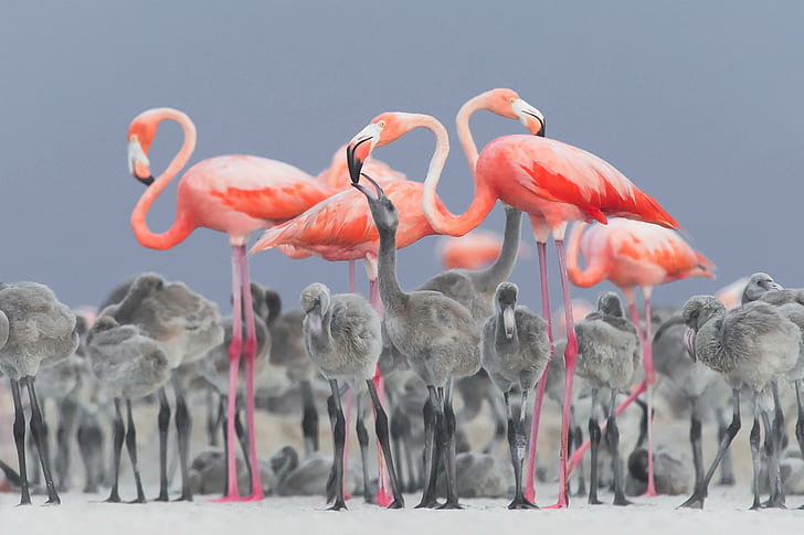 alam, hewan, burung, binatang bayi, flamingo, kedalaman lapangan, Meksiko, Alejandro Prieto Rojas, Wallpaper HD