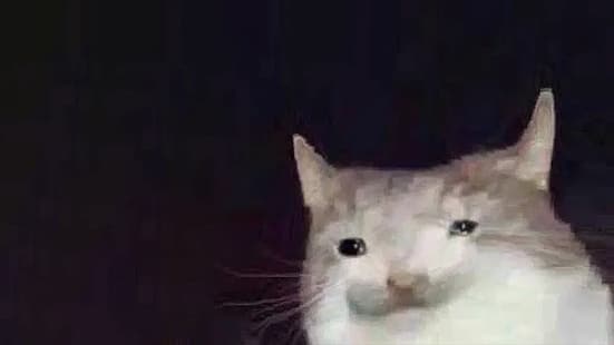 memes menino gato, HD papel de parede HD wallpaper