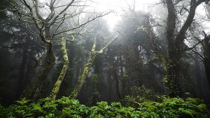 ต้นไม้ธรรมชาติต้นไม้ป่าภูมิทัศน์, วอลล์เปเปอร์ HD