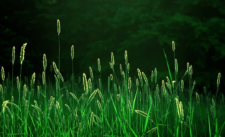 Hierba verde, planta de hojas verdes, estaciones, verano, verde, hierba, Fondo de pantalla HD
