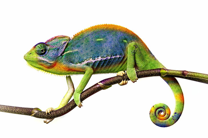 Reptilien, Chamäleon, Eidechse, Reptil, HD-Hintergrundbild