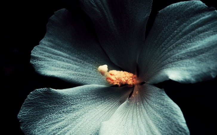 biały, kwiat, makro, ciemne tło, hibiskus, Tapety HD