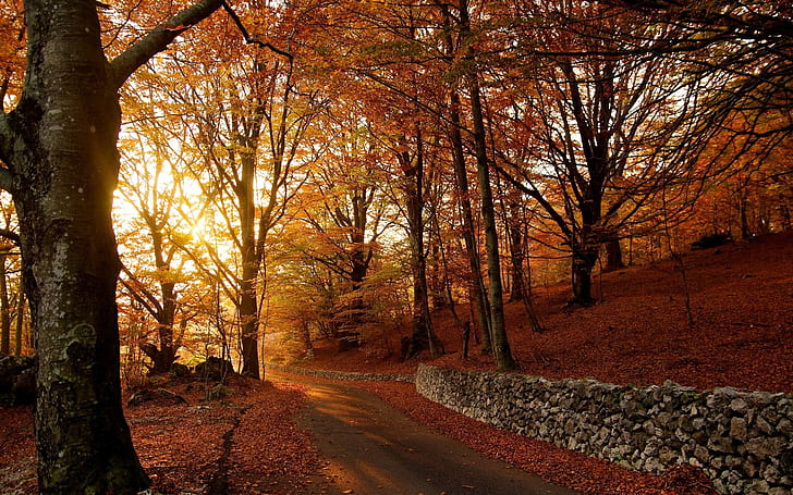 落ち葉、秋の木々、アスファルト道路、 HDデスクトップの壁紙