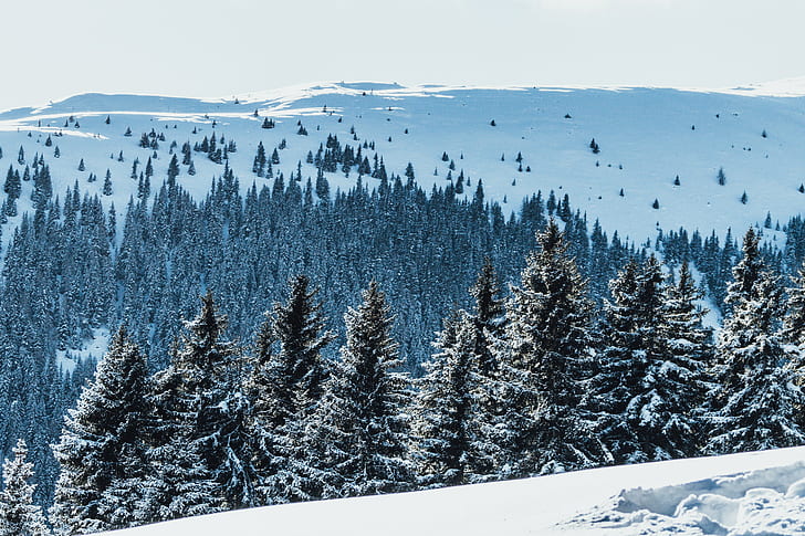 Австрия, Пол Гилмор, снег, горы, природа, пейзаж, дальний обзор, тундра, деревья, сосны, HD обои