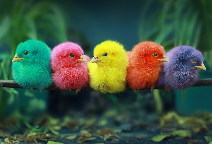burung, ayam, Anak ayam, hinggap, Wallpaper HD