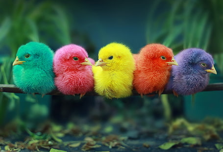 Vögel, Hühner, Küken, Barsch, HD-Hintergrundbild HD wallpaper