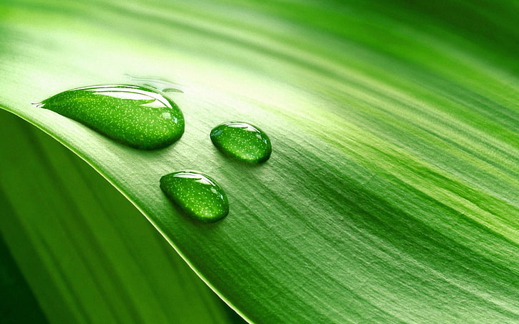 зеленый лист, лист, капли, полоса, влага, HD обои