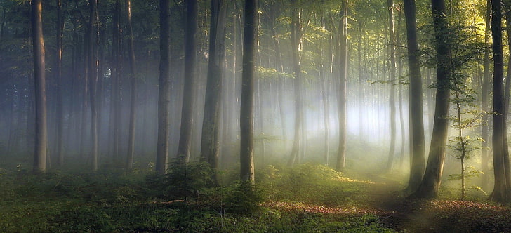 зелени дървета, гора по време на изгрев, сутрин, светлини, гора, храсти, дървета, пътека, мъгла, листа, зелен, природа, пейзаж, HD тапет