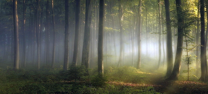 árboles verdes, bosque durante el amanecer, mañana, luces, bosque, arbustos, árboles, camino, niebla, hojas, verde, naturaleza, paisaje, Fondo de pantalla HD HD wallpaper