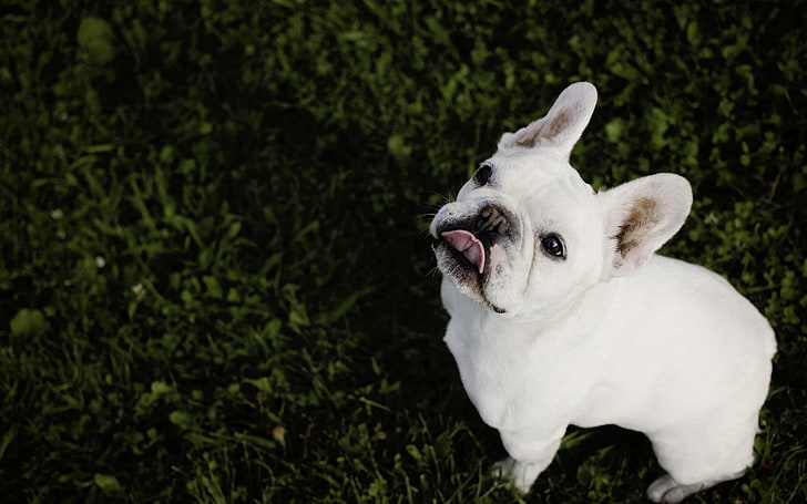 short-coated white puppy, french bulldog, bulldog, grass, HD wallpaper