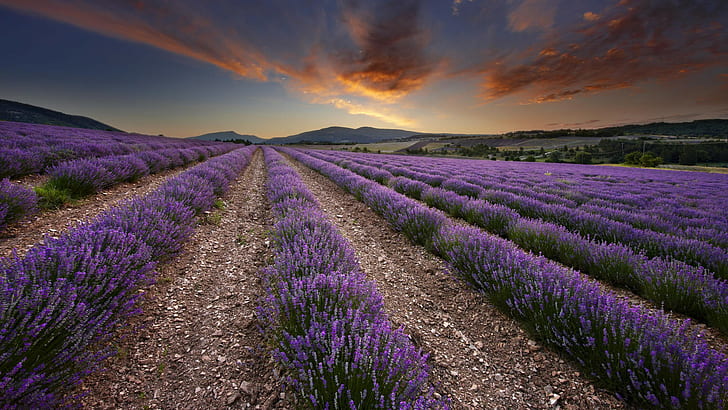Цветя Purple Field HD, природа, цветя, лилаво, поле, HD тапет