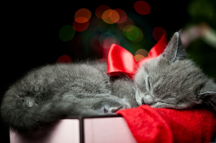 Cat sleeping on a christmas box, gray long fur kitten, cat, animal, christmas, ribbon, holidays, sleep, HD wallpaper