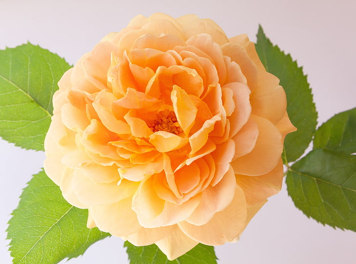 Orange Rose, beige petaled flower, Cute, Nature, Flower, Summer, Spring, Rose, Plant, Composites, HD wallpaper