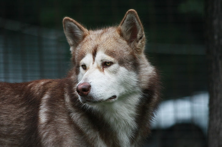 dewasa merah dan putih Siberia husky, anjing, serak, warna, lihat, jam tangan, Wallpaper HD