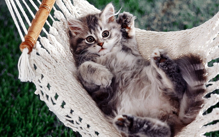 brown tabby kitten, kitty, hammock, down, paw, fluffy, HD wallpaper
