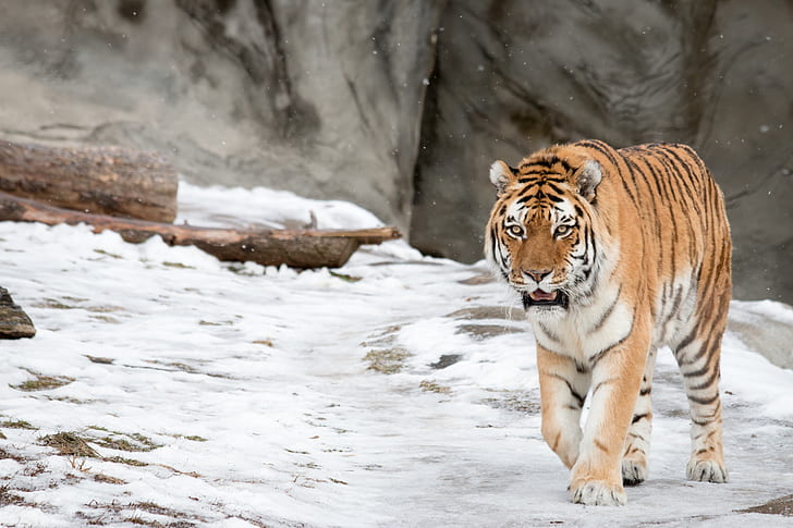 Tigre siberiano, tigre de Amur, HD papel de parede