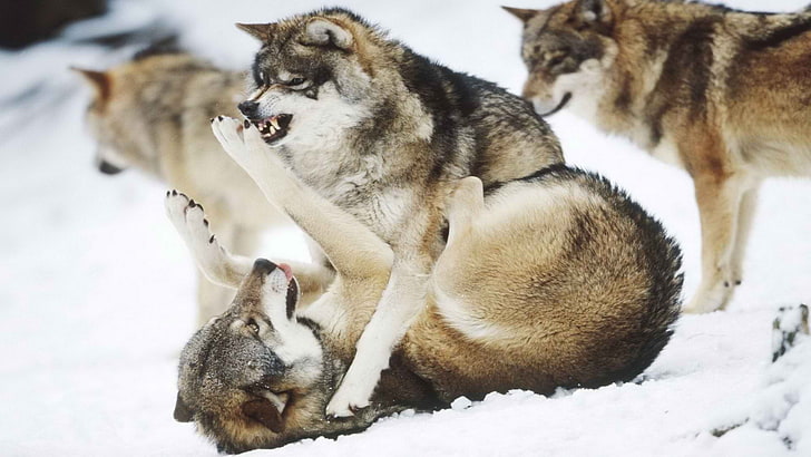 braune Wölfe, Wolf, Tiere, HD-Hintergrundbild
