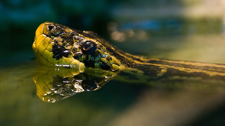 Anaconda amarela nadando Pantanal da América do Sul, HD papel de parede