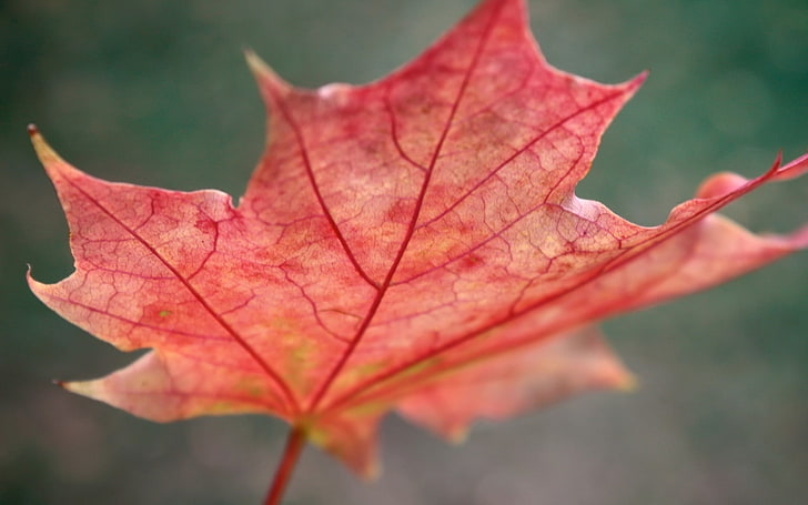 赤いカエデの葉、葉、カエデ、秋、 HDデスクトップの壁紙