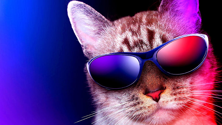 gatto, simpatico, occhiali da sole, simpatico, occhiali, Sfondo HD