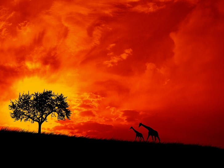 Afrique, savane, girafes, Fond d'écran HD
