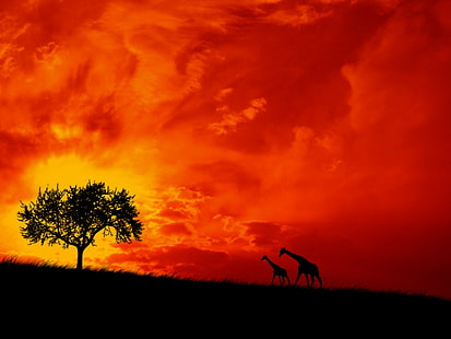 Африка, савана, жирафи, HD тапет HD wallpaper