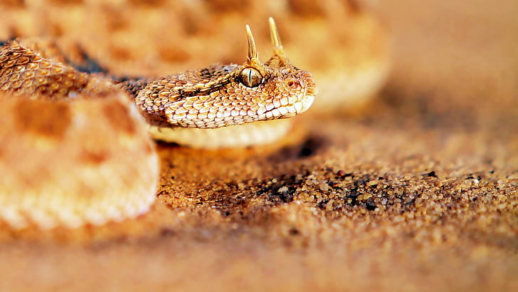 Schlange, Augen, braune und weiße Schlange, Schlange, Augen, HD-Hintergrundbild