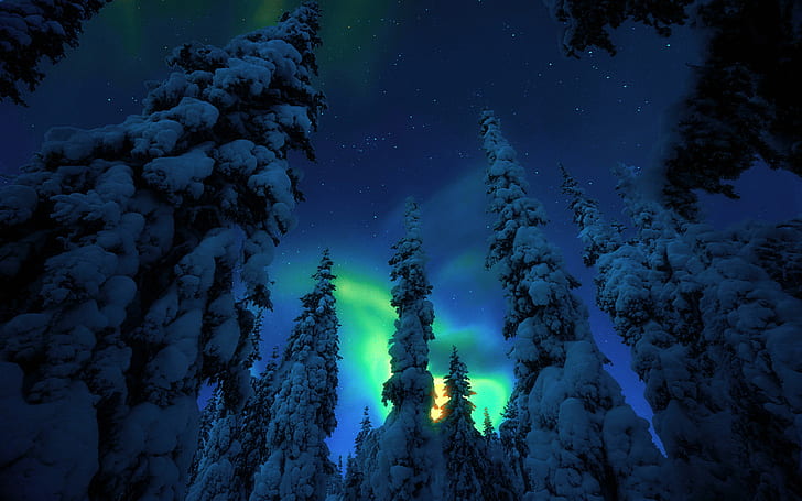Зелена полярна светлина горски дървета дървета със снежна покривка звездно небе в нощния пейзаж фотография тапети за работния плот фонове 3840 × 2400, HD тапет