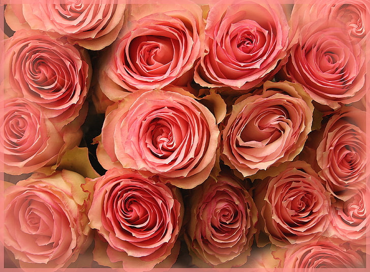 4K, rosas cor de rosa, HD papel de parede