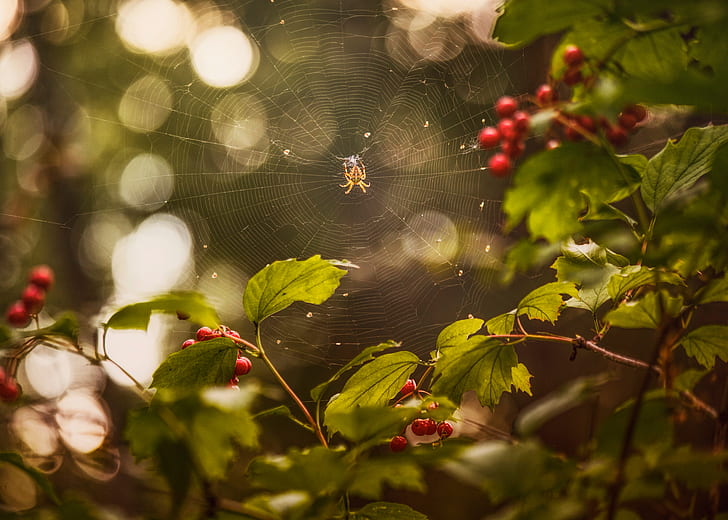 summer, web, spider, berry, Kalina, August, HD wallpaper
