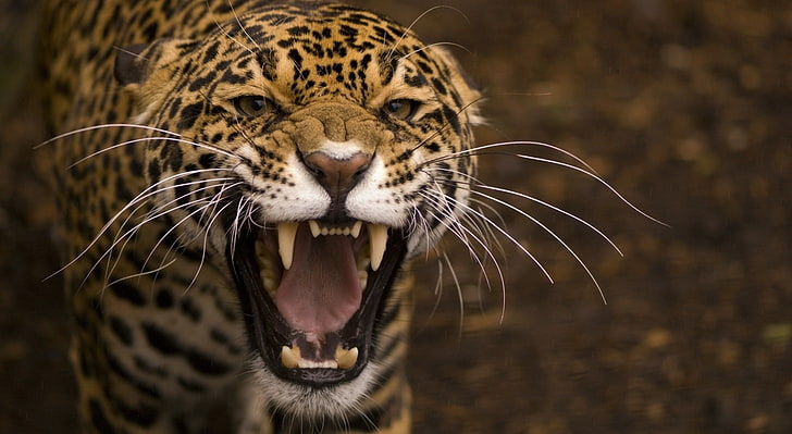 Ruggito leopardo, leopardo giallo, animali, selvaggio, marrone, leopardo, animale, ruggente, Sfondo HD