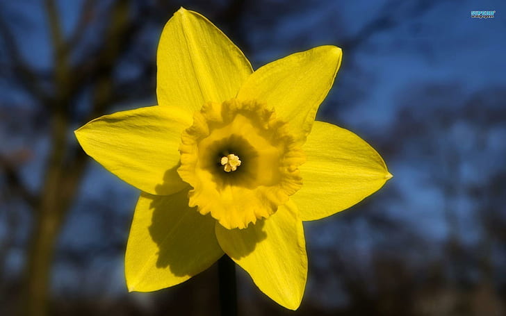 Die glückliche Narzisse, gelbe Blume mit 6 Blumenblättern, Frühling, Natur, Blume, Narzisse, Natur und Landschaften, HD-Hintergrundbild