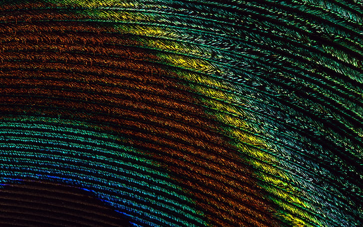 Feather, Colorful, Close Up, peacock feather, feather, colorful, close up, HD wallpaper