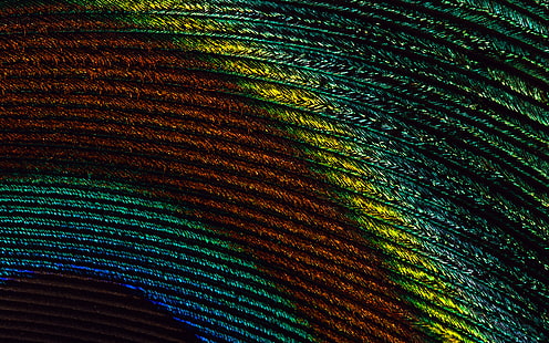 Feather, Colorful, Close Up, peacock feather, feather, colorful, close up, HD wallpaper HD wallpaper