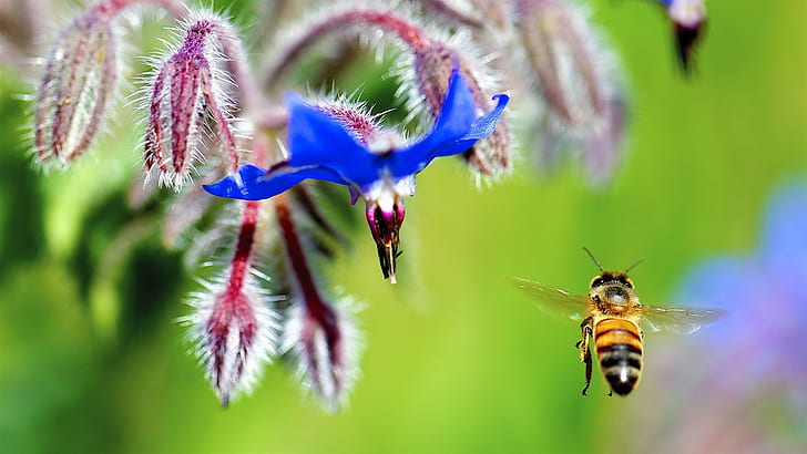 Flower, blue petals, bee flying, insect, Flower, Blue, Petals, Bee, Flying, Insect, HD wallpaper