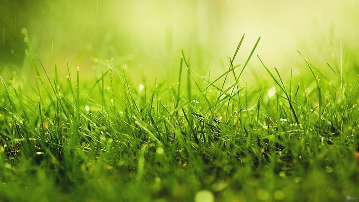 green grass, grass, growth, lawn, beam, HD wallpaper